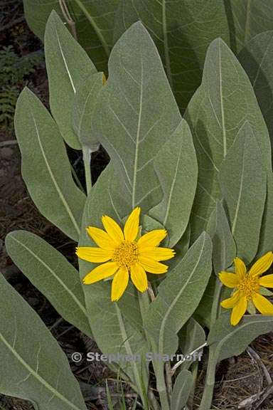 wyethia mollis 2 graphic